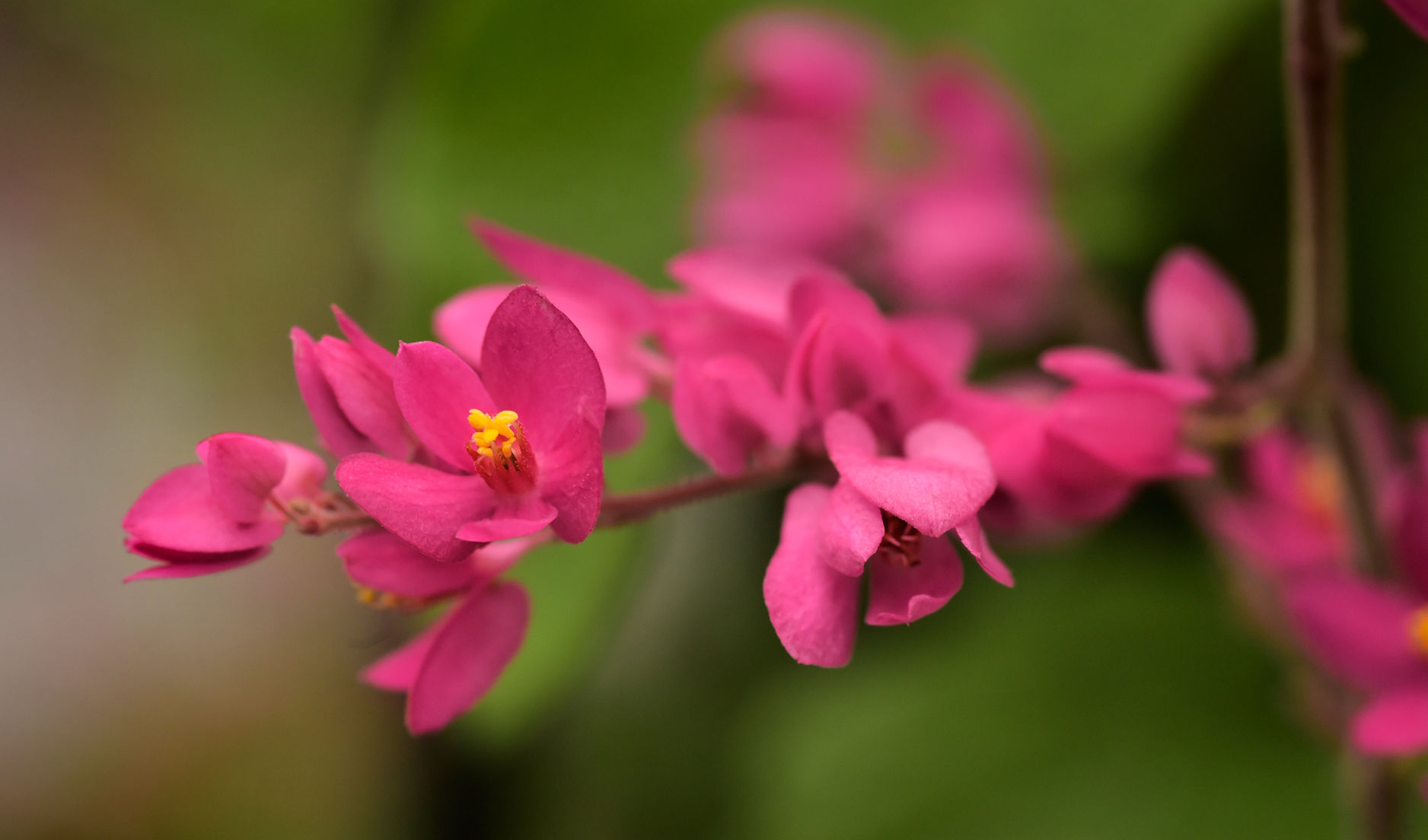 Coral vine